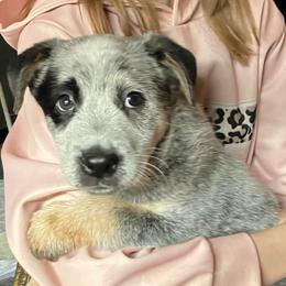 Zippy - Blue speckled male Australian Cattle Dog puppy in Saint Albans, Maine from Australian Cattle Cuties and littles