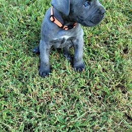 Cane Corso All Grown Up from Southern Sugar Cane Corso LLC