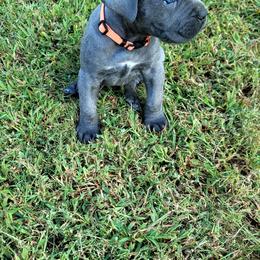 Cane Corso All Grown Up from Southern Sugar Cane Corso LLC
