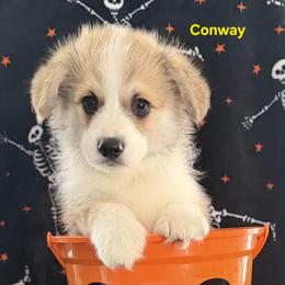 Conway - Red male Pembroke Welsh Corgi puppy in Murchison, Texas from Cattal Corgis