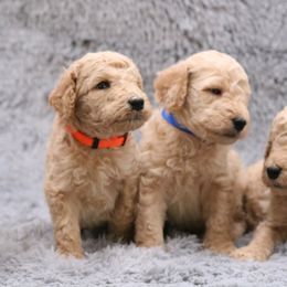 Poodle Puppies from Absolutely Pampered Poodles