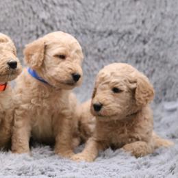 Poodle Puppies from Absolutely Pampered Poodles