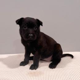 Purple - Black sable female Belgian Malinois puppy in Muskegon, Michigan from Red Acres Working Line K9s