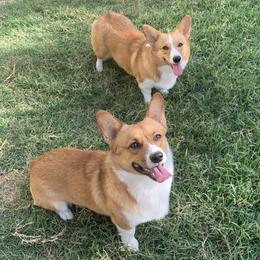 Pembroke Welsh Corgis from Royal Corgis