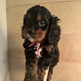 Jagger - Black and tan male Cavapoo puppy in Linden, Michigan from Maple Drive Doodles