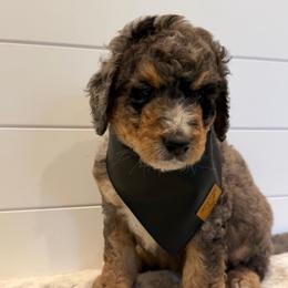 Blue Collar Boy - Blue merle male Bernedoodle puppy in San Augustine, Texas from Vintage Doodles