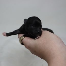 Jelly Bean - Black parti male Pomeranian puppy in Concord, California from Eelan’s Poms