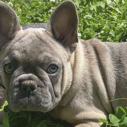 French Bulldogs from Freya_maxifrenchies