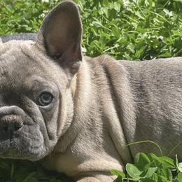 French Bulldogs from Freya_maxifrenchies