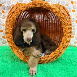 Green Collar - Brown male Poodle puppy in Houma, Louisiana from Smart Azz Poodles