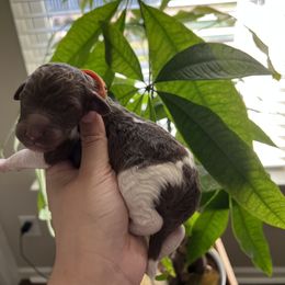 "Male" Goldendoodle Puppies from Sammy's Doodles