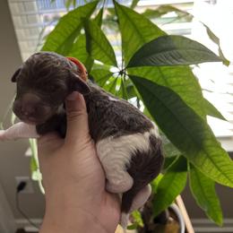 "Male" Goldendoodle Puppies from Sammy's Doodles