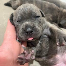 Darla-Hot pink - Brindle female Companion Cross puppy in Calimesa, California from BoujeePoodlesofsocal