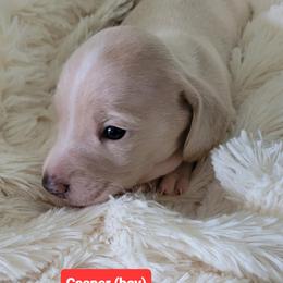 Dachshund Puppies from King's Dachshunds