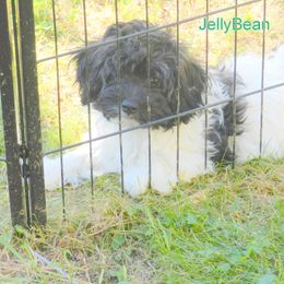 Jelly Bean - Havanese