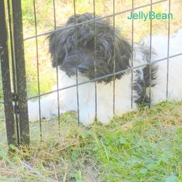 Jelly Bean - Havanese