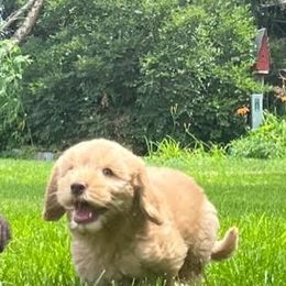 Australian Labradoodle Puppies from AKAs Doodles and Poodles, LLC