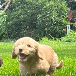 Australian Labradoodle Puppies from AKAs Doodles and Poodles, LLC