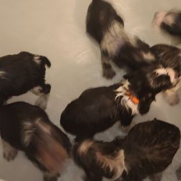 English Springer Spaniel Puppies from Savannah River Springers