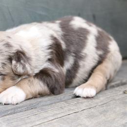 June-Bug - Red merle male Australian Shepherd puppy in Macon, Georgia from Shaina’s Shepherds