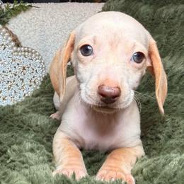 Aspen - Cream male Dachshund puppy in Washburn, Tennessee from Clinch Mountain Dachshunds