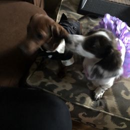 Dachshund Puppies from Bella’s Puppies