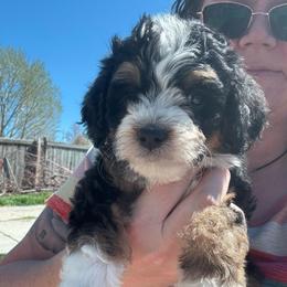 Rocco - Tri-color male Bernedoodle puppy in Eagle Mountain, Utah from Liberty Farms Puppies