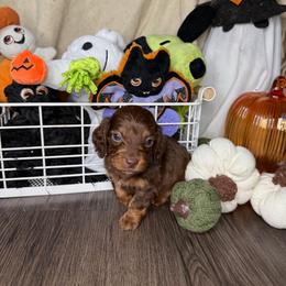 Max - Chocolate and tan male Dachshund puppy in Los Angeles, California from Mini Doxies R Us