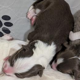 Wrangler - White and red male Border Collie puppy in Ashford, Alabama from Double4farms