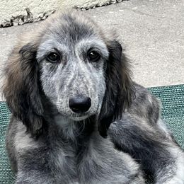 Afghan Hounds from Sodo Afghan Hounds