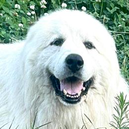 Mack - Great Pyrenees