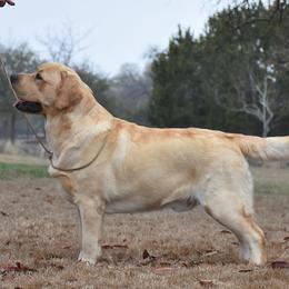 Labrador Retrievers from Greenstone Labradors
