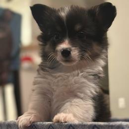 Purple collar Girl Merry - Black and tan female Pembroke Welsh Corgi puppy in Paris, Kentucky from Flat Run Corgis
