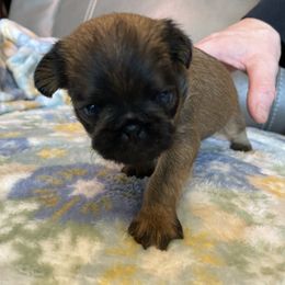 Brussels Griffon Puppies from Shelly's Brussels Griffons