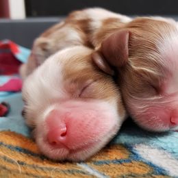 Cavalier King Charles Spaniel Puppies from Heritage Garden Cavaliers