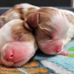 Cavalier King Charles Spaniel Puppies from Heritage Garden Cavaliers