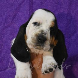 Girl 1 - Basset Hound puppy in Florida from Lomarol Hounds