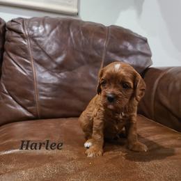 Harlee - Apricot female Cavapoo puppy in Atmore, Alabama from Gulf Coast Puppies