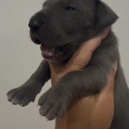 Mako - Blue female Great Dane puppy in Florida from Beachside Kennels