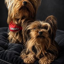 Yorkshire Terrier puppies from Danielle's Yorkies
