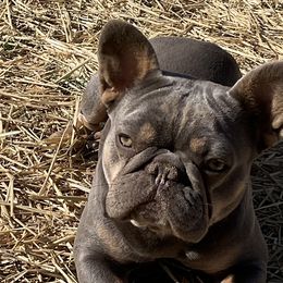 French Bulldogs from Lucy & Co. Frenchie Boutique