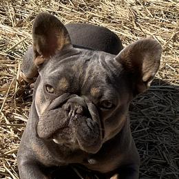 French Bulldogs from Lucy & Co. Frenchie Boutique