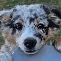 Australian Shepherds from 3am Riot Ranch