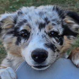 Australian Shepherds from 3am Riot Ranch