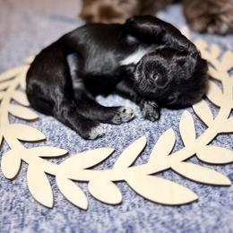 Pigeon - Black and white female Portuguese Water Dog puppy in Colorado Springs, Colorado from Melissa's Portuguese Water Dogs