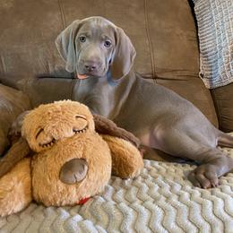 Weimaraner Puppies from K&K Weimaraners