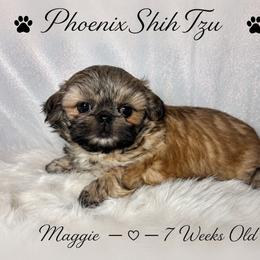 Maggie - Gold female Shih Tzu puppy in Hayden, Idaho from Phoenix Shih Tzu