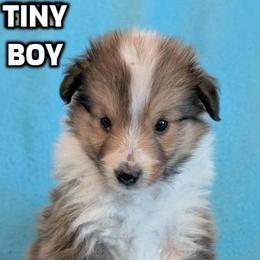 Puppy - Sable and white male Shetland Sheepdog puppy in Palm Harbor, Florida from Himark Shelties