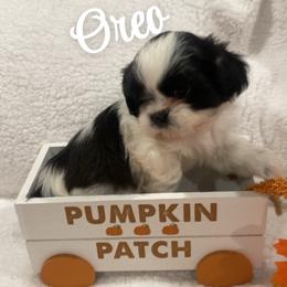 Oreo - Gold and white male Shih Tzu puppy in Bauxite, Arkansas from TnT Shih Tzu