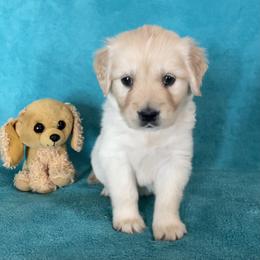 Peaches - Light golden female Golden Retriever puppy in Ennis, Texas from Amberidge Golden Retrievers